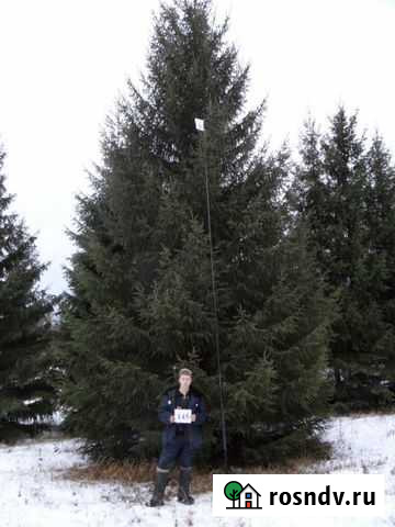 Крупномеры из питомника ель обыкновенная Нижний Новгород - изображение 1