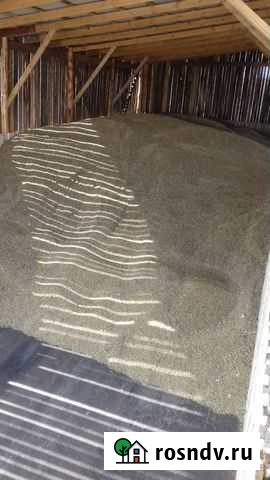 Овёс Иланский - изображение 1