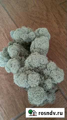 Ягель (Кладония звёздчатая) Бор - изображение 1