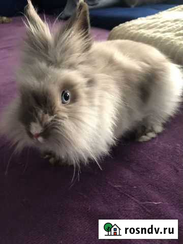 Кролик Новокузнецк - изображение 1