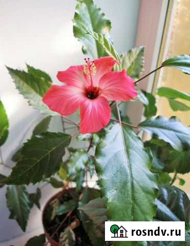 Гибискус пестролистный Москва - изображение 1