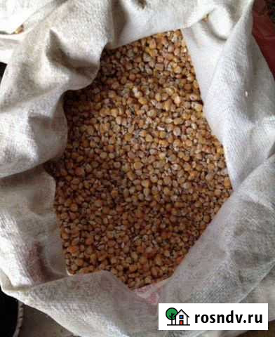 Кукуруза Терек - изображение 1