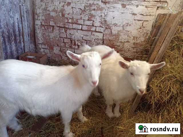 Козочки зааненские Елабуга - изображение 1