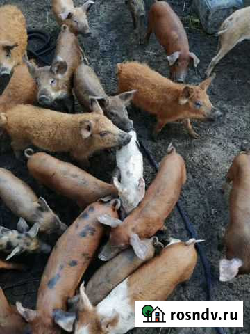 Овцы бараны Барнаул - изображение 1