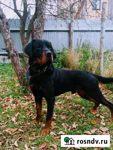 Метис ротвейлера ищет дом Сосновый Бор - изображение 1