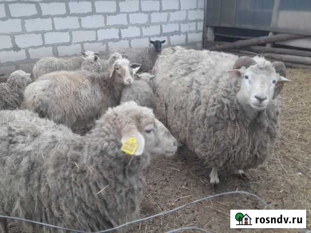 Овцы бараны Липецк - изображение 1