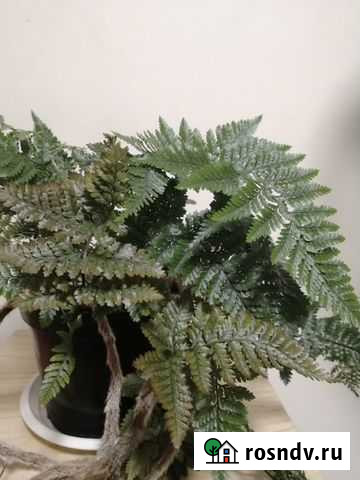 Папоротник Копейск - изображение 1