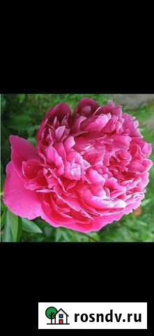Пионы саженцы Оренбург - изображение 1