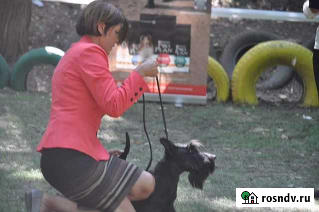 Дрессировка и выставочный хендлинг Волгодонск - изображение 1
