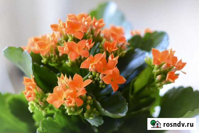 Каланхоэ Блоссфельда Самара - изображение 1