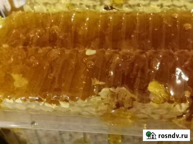 Гречишный и Цветочный Мед 2021 года Красногорск - изображение 1