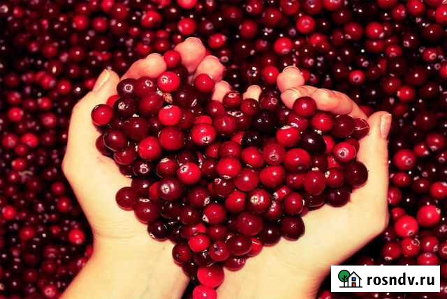 Клюква Стрежевой - изображение 1