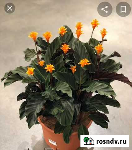 Калатея Кроката Волгоград - изображение 1