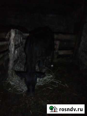 Бычок, козы Смоленск - изображение 1