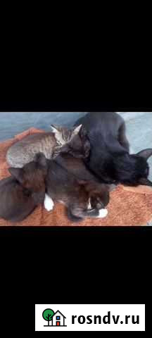 Котята в добрые руки Москва - изображение 1