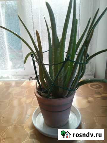 Сансевиерия. Алоэ Азов - изображение 1