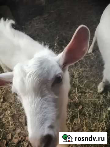 Козёл Трудобеликовский - изображение 1