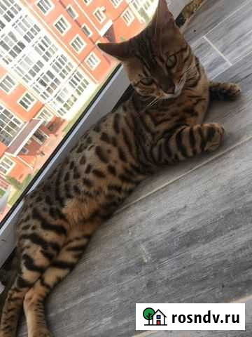 Бенгальский кот Белгород - изображение 1