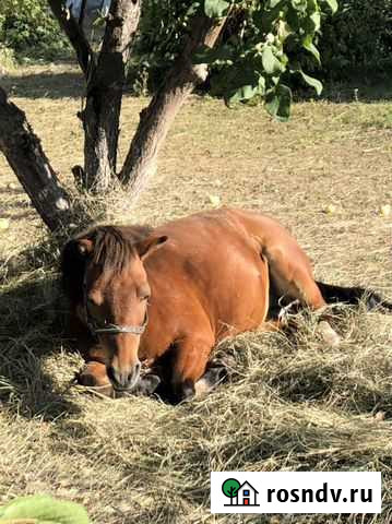Продам шетлендского пони Челябинск - изображение 1