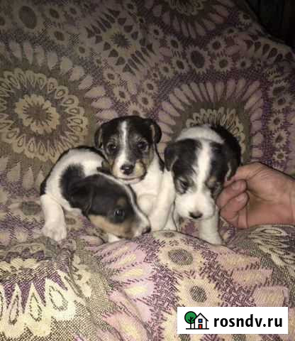 Щенки фокстерьера Бийск - изображение 1
