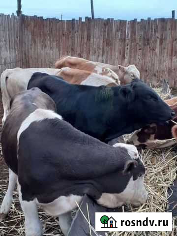 Бычки телята Грабово - изображение 1