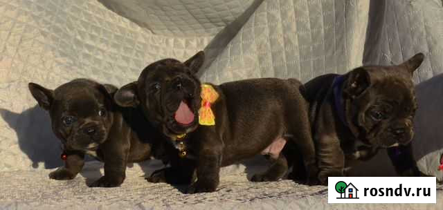 Малыши Москва - изображение 1