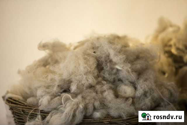 Шерсть с овец Семенов - изображение 1