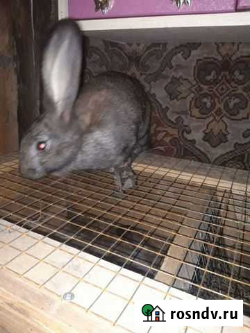 Кролики Жердевка - изображение 1
