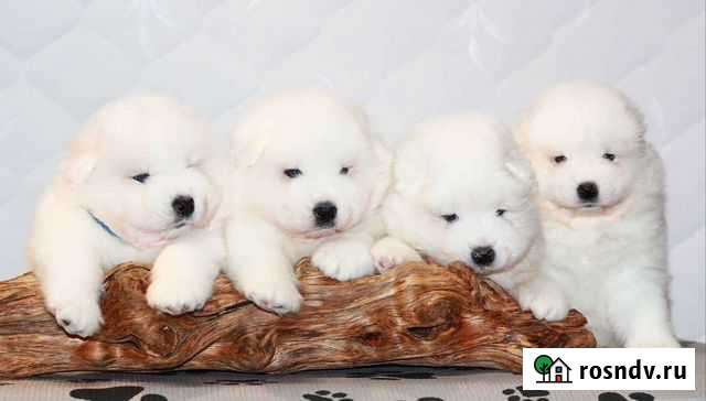 Самоедская собака Великий Новгород - изображение 1