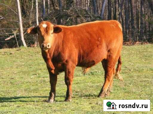 Бык Краснослободск - изображение 1