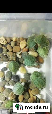 Черепашки Ноябрьск - изображение 1