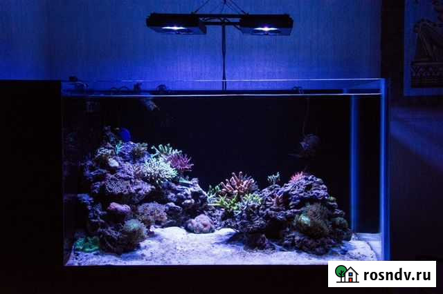 Морской аквариум 500 литров Санкт-Петербург - изображение 1