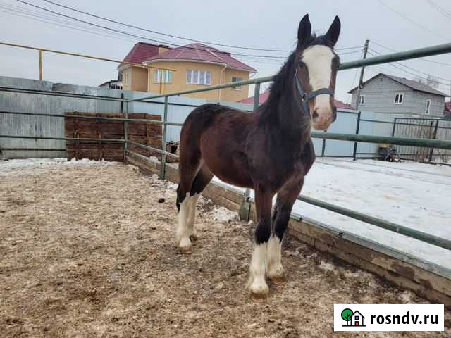 Владимирская кобылка Екатеринбург - изображение 1