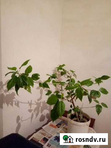 Гибискус китайская роза Усть-Лабинск - изображение 1