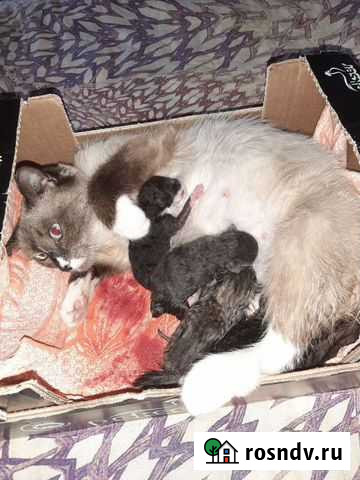 Кошка Верхняя Хава - изображение 1