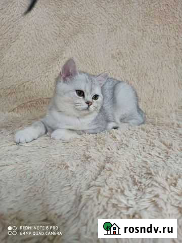 Британские серебристые котята Санкт-Петербург - изображение 1