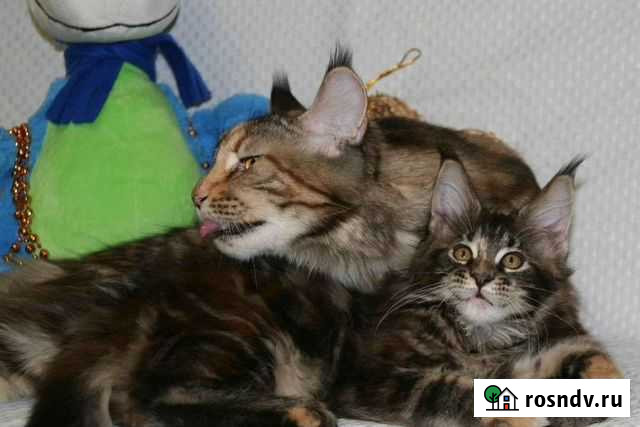 Чистокровные мейнкуны вязка и их дети Мытищи - изображение 1