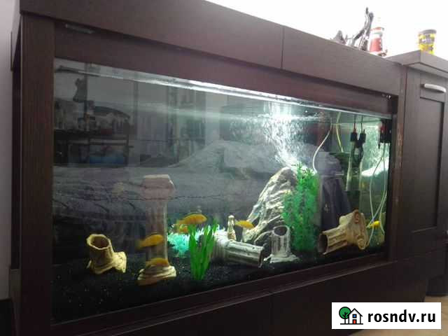 Аквариум Чайковский - изображение 1