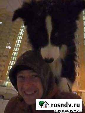 Услуги кинолога Москва - изображение 1
