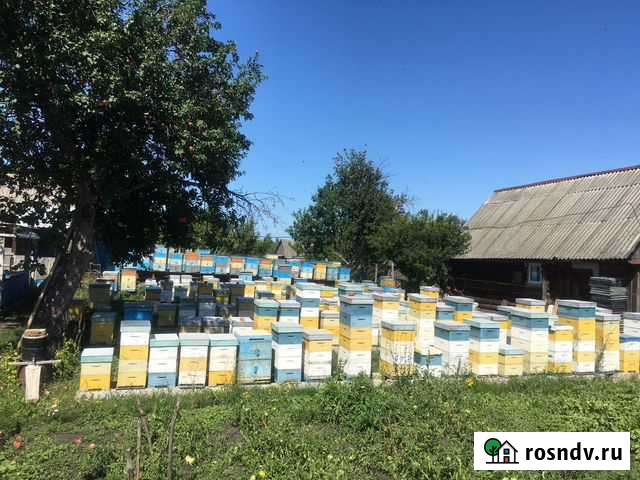 Мёд 2021 с личной пасеки Саратов - изображение 1