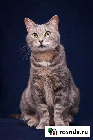 Котик Василек ищет дом и хозяев Москва - изображение 1