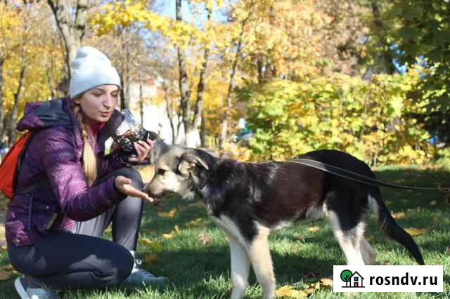 Замечательные щенки Беляш и Белла ищут дом Москва - изображение 1