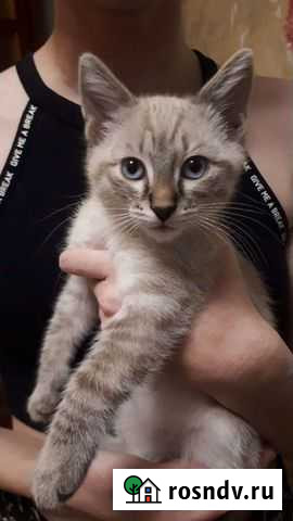 Котенок Рязань - изображение 1
