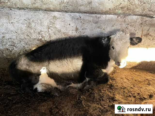 Телка Большая Мартыновка - изображение 1