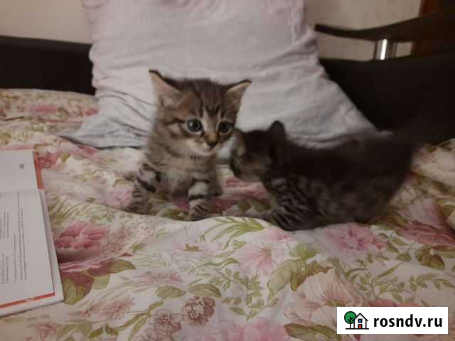 Котята сибирской кошки Тобольск - изображение 1