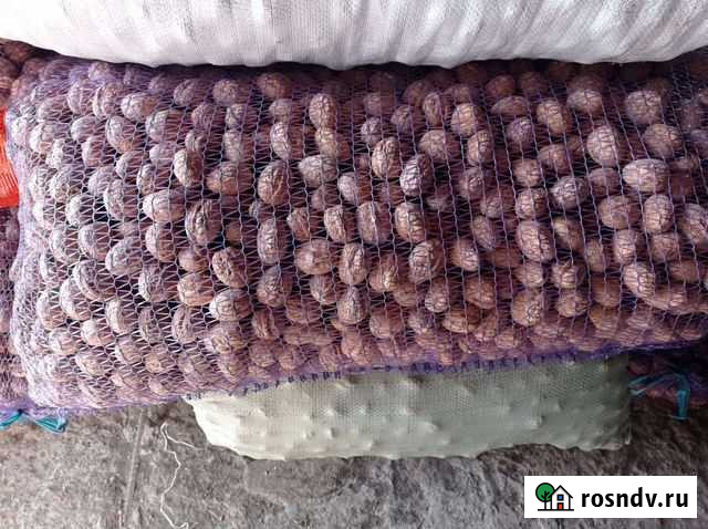 Орех грецкий оптом Слобода - изображение 1