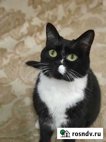 Кошечка в добрые руки Балашиха - изображение 1