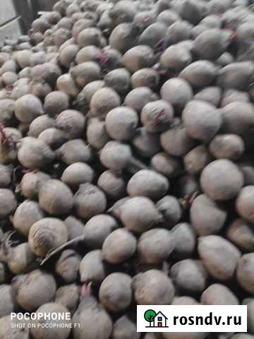 Свекла оптом второй сорт Лобня - изображение 1