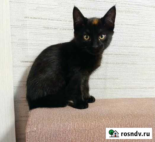 Кот Улан-Удэ - изображение 1