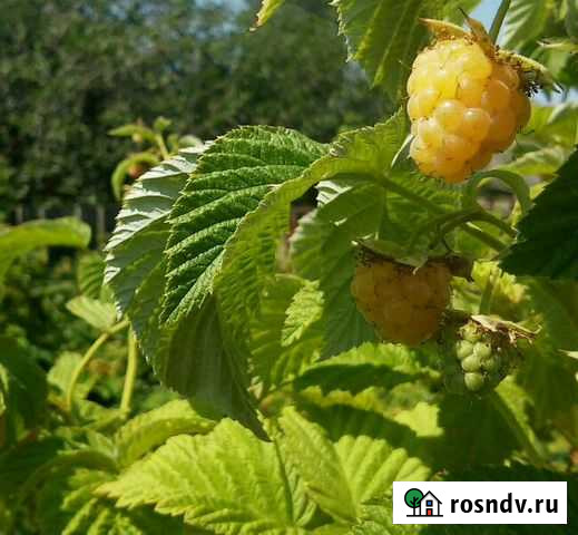 Саженцы малины желтой Сасово - изображение 1